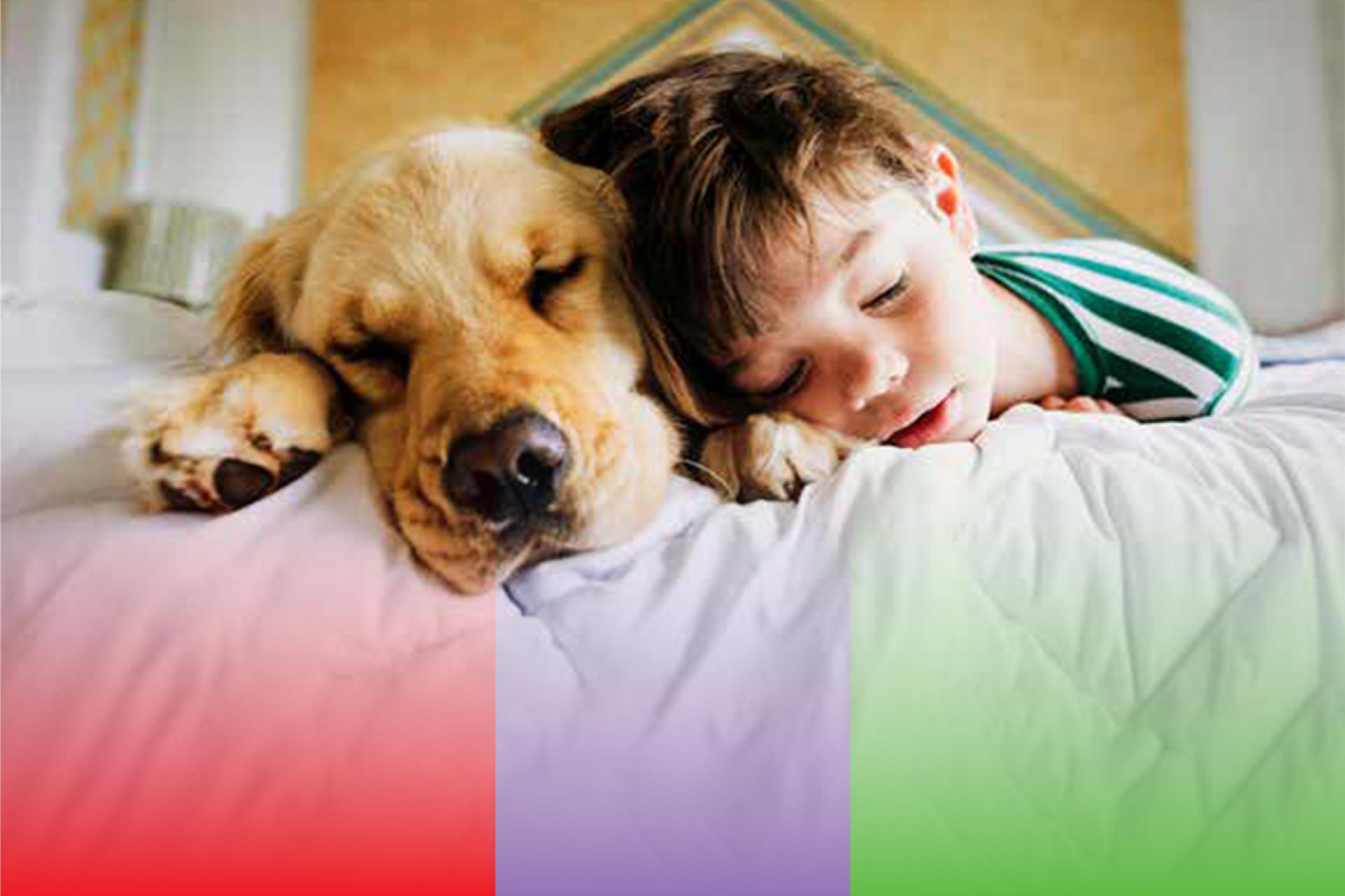 Boy-Dog-Sleeping